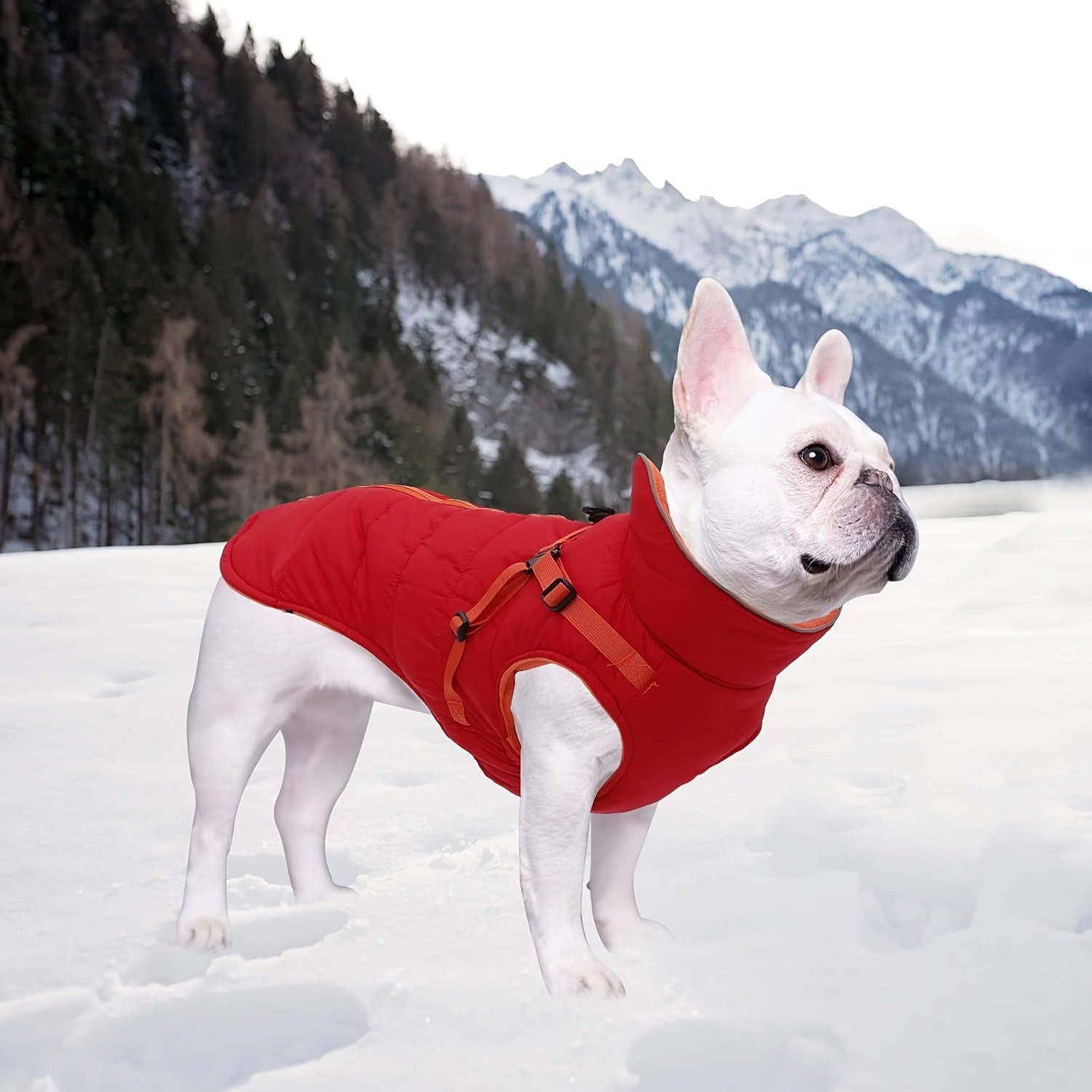 Loopsona Winter Dog Coat with Leash - Waterproof, Windproof Warm Coat for Small to Large Dogs