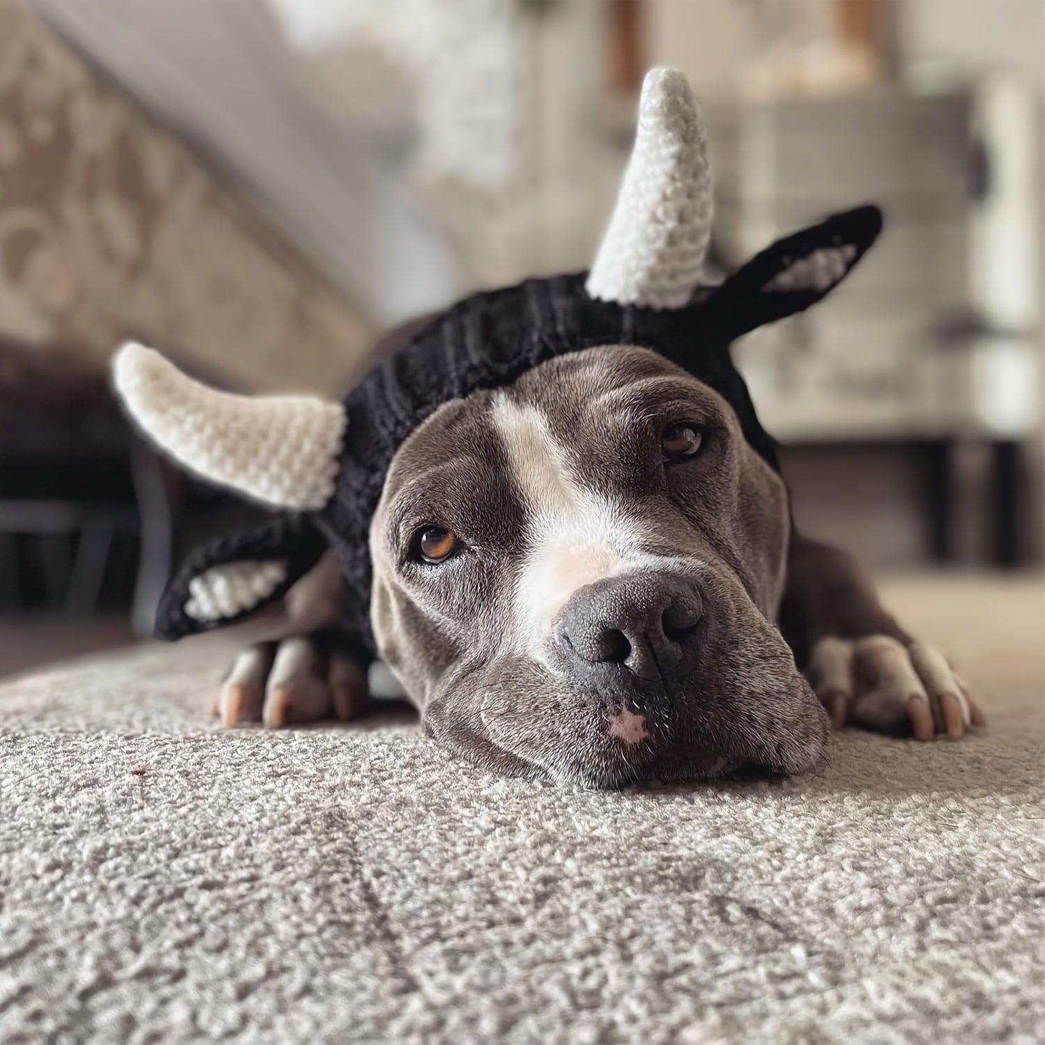 Black cow style comfortable warm windproof Halloween knitted pet dog hat American bison dress pet dog earmuffs Christmas warm accessories